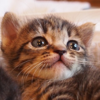 チャレンジャーの甘えん坊♪生後1ヶ月のむむちゃん