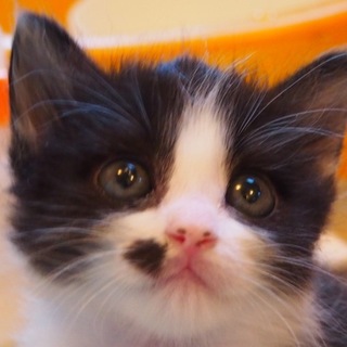 我が道を往く甘えん坊♪生後1ヶ月のモモちゃん