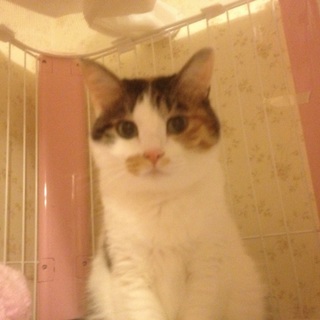 三毛トラちゃん