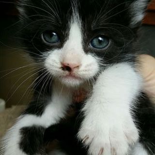 黒白の子猫2匹です。