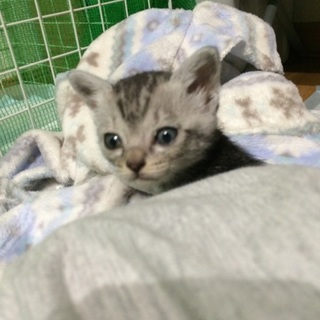 『ライム』哺乳瓶からミルクを飲んでおります。