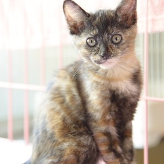 美人サビ子猫ポンちゃん　里親様募集! 