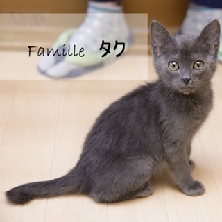 2か月　グレー子猫のタクちゃん里親様募集! 