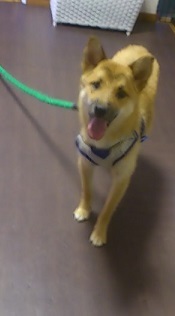 シェパード 柴ｍｉｘ我慢 大阪府 犬の里親募集 ペットのおうち 月間利用者150万人