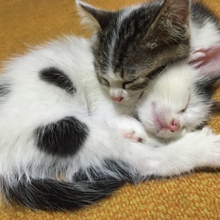 子猫２匹の里親募集てす。