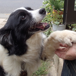 ボーダーコリーゆめ♀　家族募集中！！