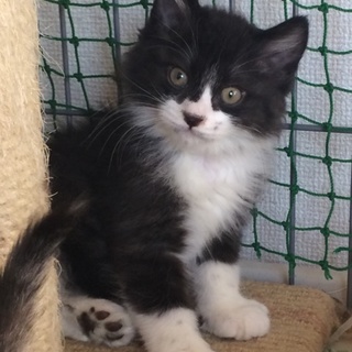 『ジュニア』2ヶ月半 5兄妹！