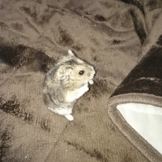 ﾊﾑｽﾀｰの里親さん募集