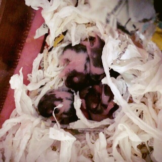 可愛い赤ちゃん2匹