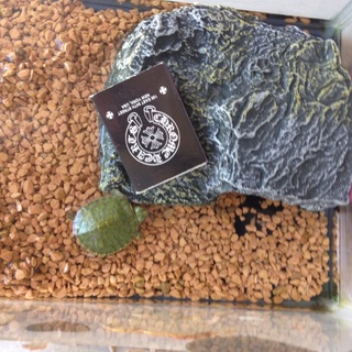 ミドリガメ一匹里親募集