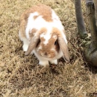 ９ヶ月のホーランドロップの里親募集