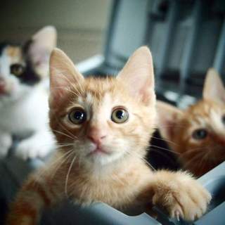 4兄弟で遺棄・アリ丸くん