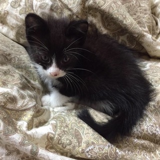 生後2ヶ月♂里親募集中！