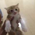 子猫３匹の里親募集中です