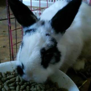 四か月雄うさぎさん