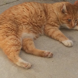 おっとりとした性格の猫です。