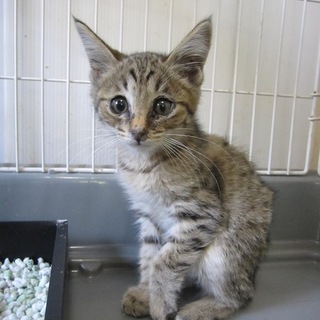 お留守番できます 人なつこいにゃろめ君 動画有