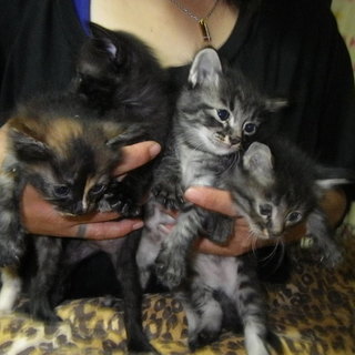 子猫　5月4日生まれ