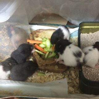 ごるはむパンダ