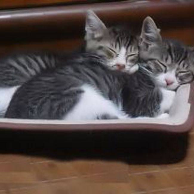 ホームレスキャットのカバー写真