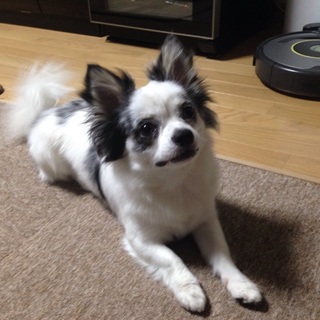 可愛がってくれる方、募集します！