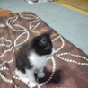 しろくろ子猫ちゃん サムネイル4