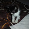しろくろ子猫ちゃん サムネイル5