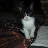 しろくろ子猫ちゃん サムネイル6