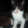 しろくろ子猫ちゃん サムネイル7