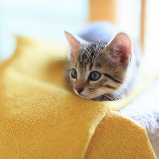 イケメンきじとら　洋平くん