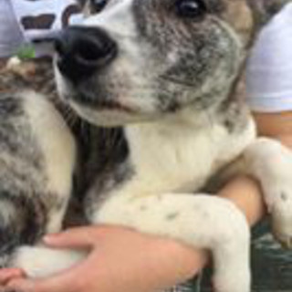 秋田犬の子犬、４か月の女の子です。