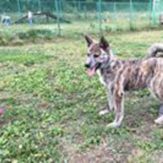 秋田犬４か月の女の子です。