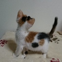 １ヶ月♪元気でやんちゃな三毛猫ちゃん