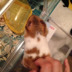 ハムスターの発情期