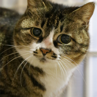 2015-2　推定4歳前後のキジ白ソックスちゃん♀