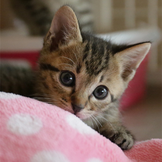 27-2　生後１ヶ月半くらいのキジちゃん♂