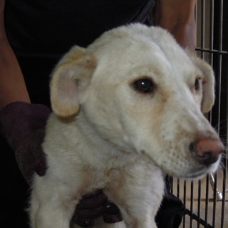 緊急募集！！だいぶ慣れて落ちついてきた白いワンコ