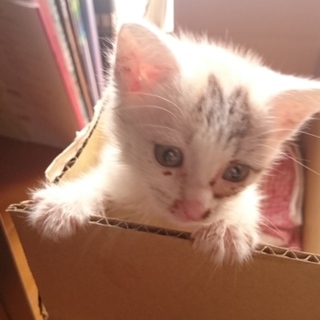 生後間もない三毛猫の赤ちゃんです