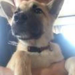 慎太郎くん５か月大人しく賢い子です