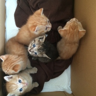 子猫5匹の里親さんを募集します！