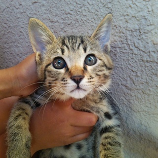 里親様が決まりました！本当にありがとうございました