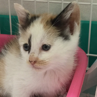 三毛猫　しずくちゃん