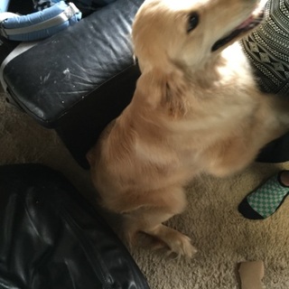 ゴールデンレトリバー☆男の子