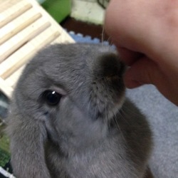 「雷牙、ゆるウンチする。」サムネイル2