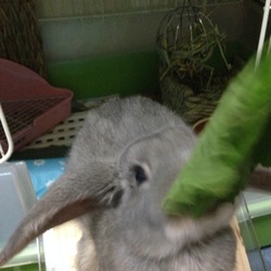 「雷牙、ゆるウンチする。」サムネイル3