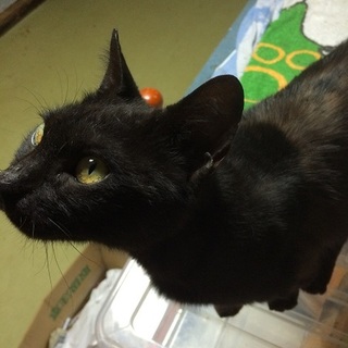 飼い主さんのもとに帰れました！