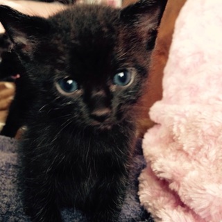 ①黒猫のオス元気です