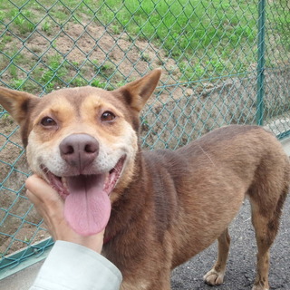 「アトムちゃん」♀　雷が怖かった迷子(中型)