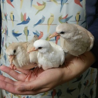 ギンバト・ジュズカケバトのヒナ