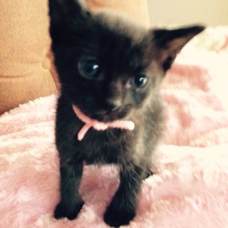 ②黒い子猫のオス